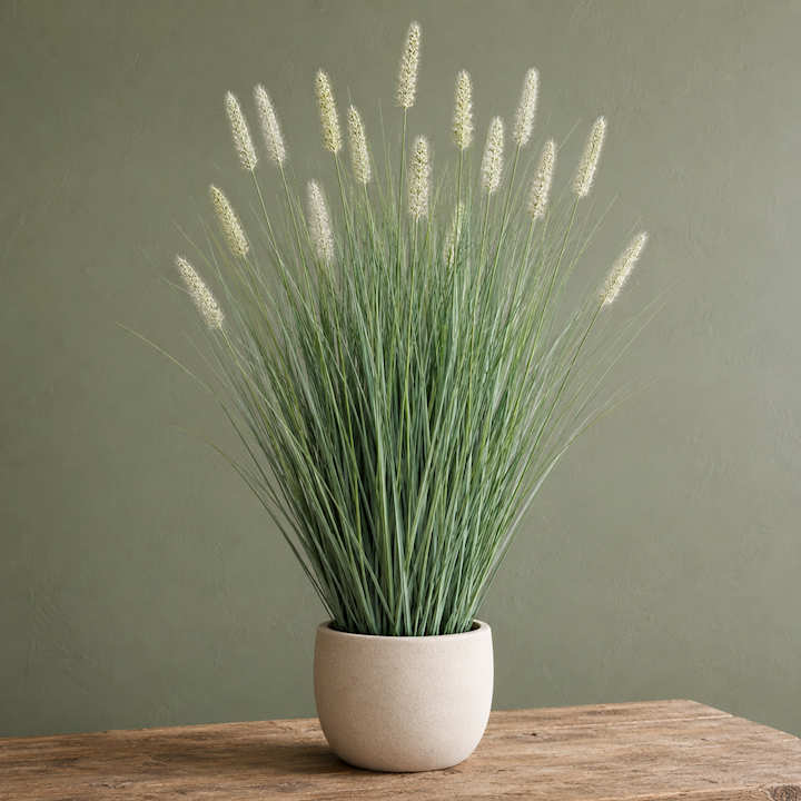 MATSUTAKE ONION GRASS BONSAI 60cm